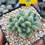 SPECIAL! JUST CART!! PRESALE Sedum Hintonii, (Not So Random)