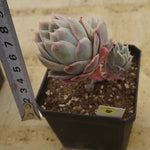 PREVIEW OF MOTHER"S DAY WEEKEND FLASH SALE! PRESALE Graptoveria Rose Queen, (Random)