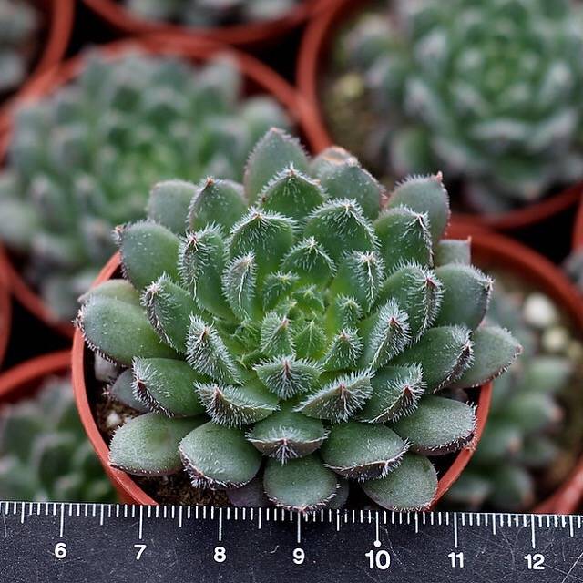 (UPDATED WITH PHOTOS) PRESALE Echeveria Scorpio, (Random)