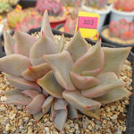 PRESALE Echeveria Madiba, (Random)