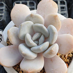 **SPECIAL PRICE** PRESALE Echeveria Tiramisu, (Random)