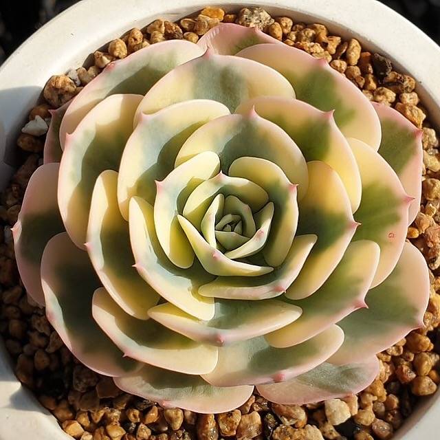 MOTHER'S DAY WEEKEND FLASH SALE! PRESALE Echeveria Lenore Dean, (Random)