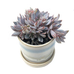 3" Chive Minute Pot- Meadow