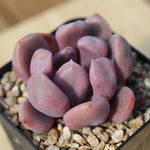 PRESALE Echeveria Cupid, (Random)