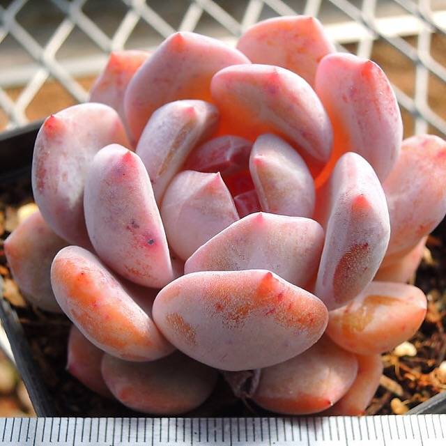 Echeveria Potosina, (Random)