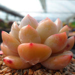 PRESALE Echeveria HOSIKAGE, (Random)