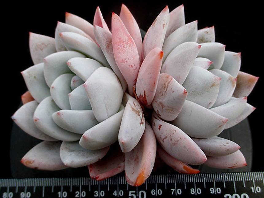 PRESALE Echeveria Ivory, Double, Huge! (Not so Random)