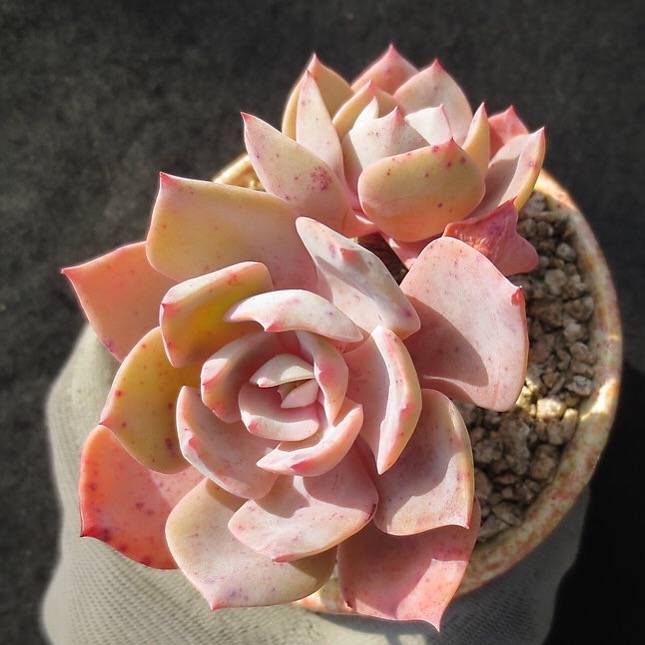 Echeveria Runyonii cv, (Not so Random)