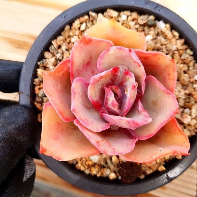 PRESALE Echeveria Red Finkle, (Random)