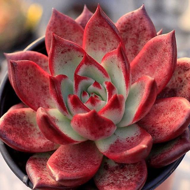 echeveria red succulents Echeveria Agavoides Red Plum, (Video) – Cedar Creek Farmhouse