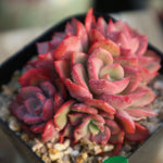 PRESALE  Echeveria Noble Clusters, (Random)