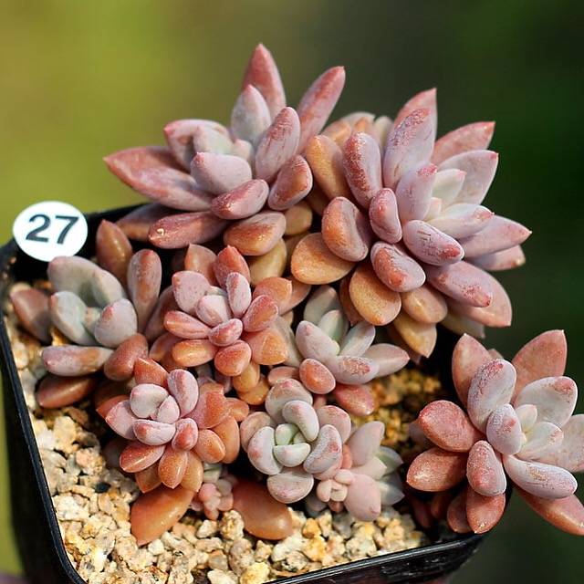 PRESALE Echeveria Sugar Jelly, Cluster (Random)