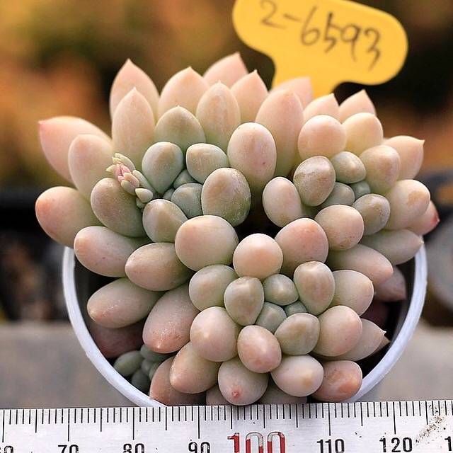 PRESALE Echeveria Al Robi