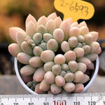 PRESALE Echeveria Al Robi
