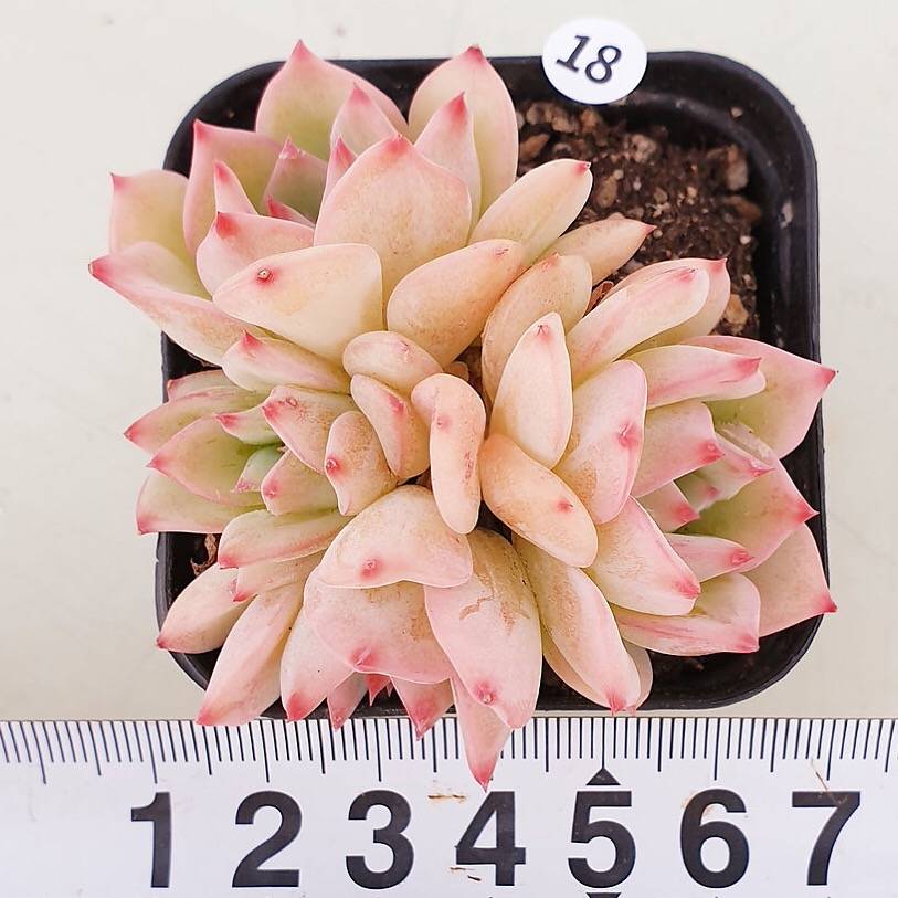 PRESALE Echeveria Maria, (Random)