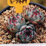 PRESALE Echeveria Momotarou cv, Triple
