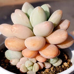 PRESALE Pachyphytum Sp., (Not so Random)