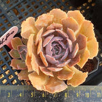 Echeveria Shaviana Madre del Sur, (Random)