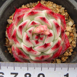 PRESALE Echeveria Chihuahauensis Hybrid, (Not so Random)