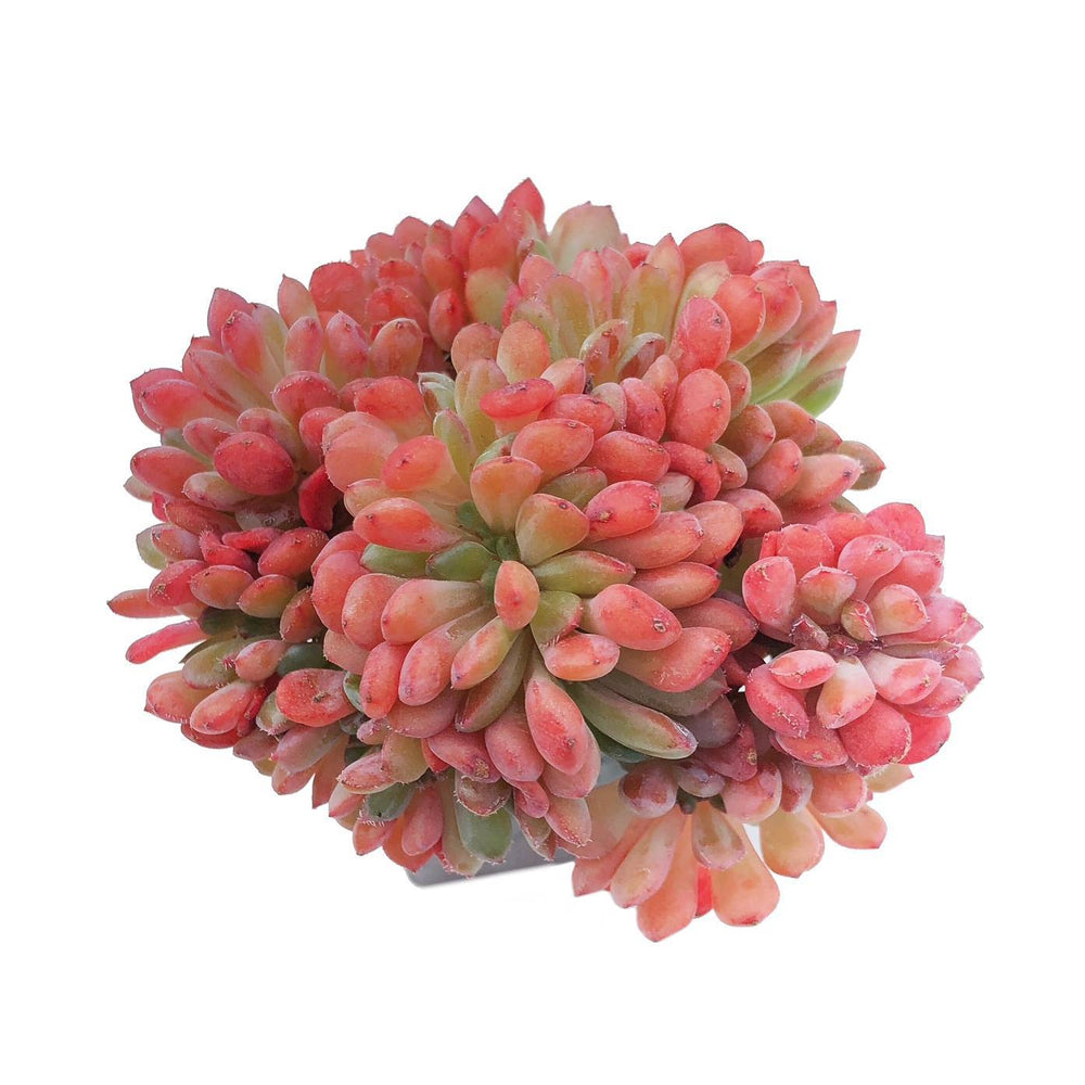 fantasia clair succulent Echeveria Fantasia Clair, Cristata – Cedar Creek Farmhouse