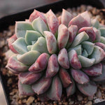 Echeveria Pink Spots, Triple, (NEW!)