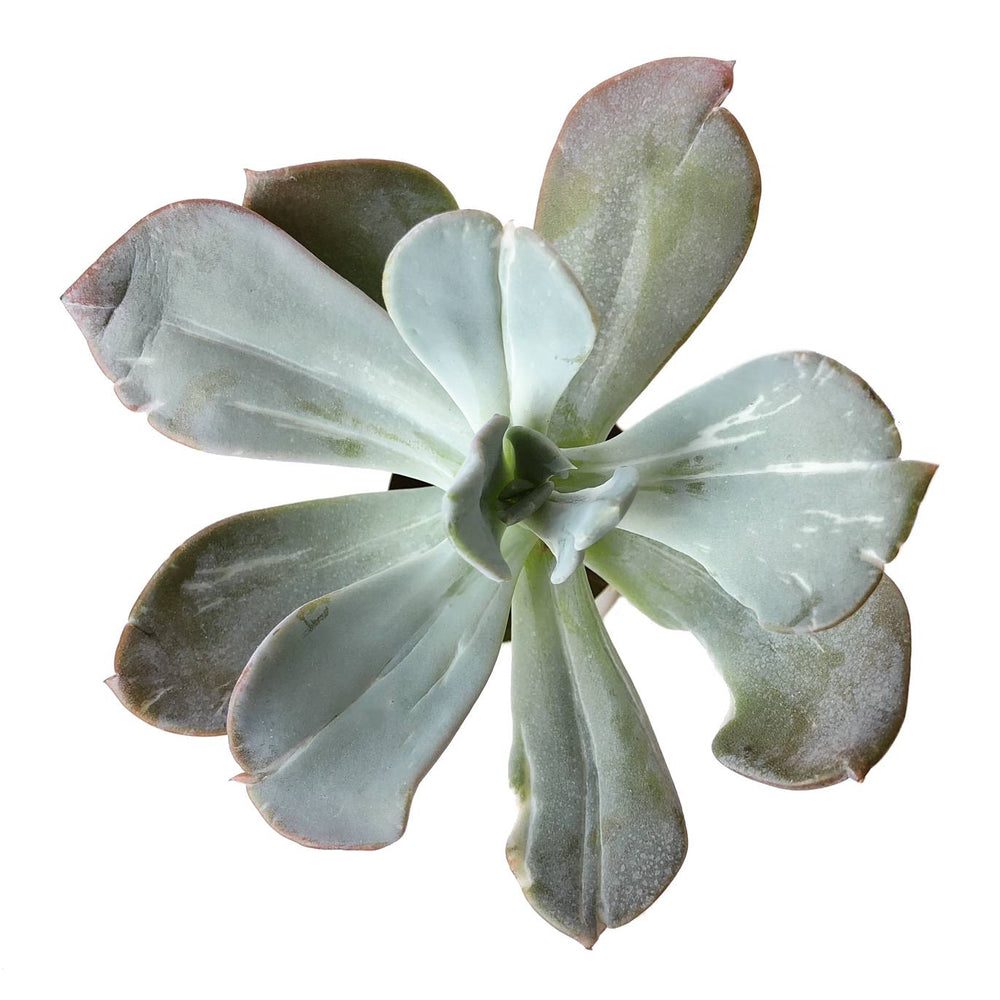 The GOOD, The BAD and The UGLY SALE! Echeveria Berserk, Variegata