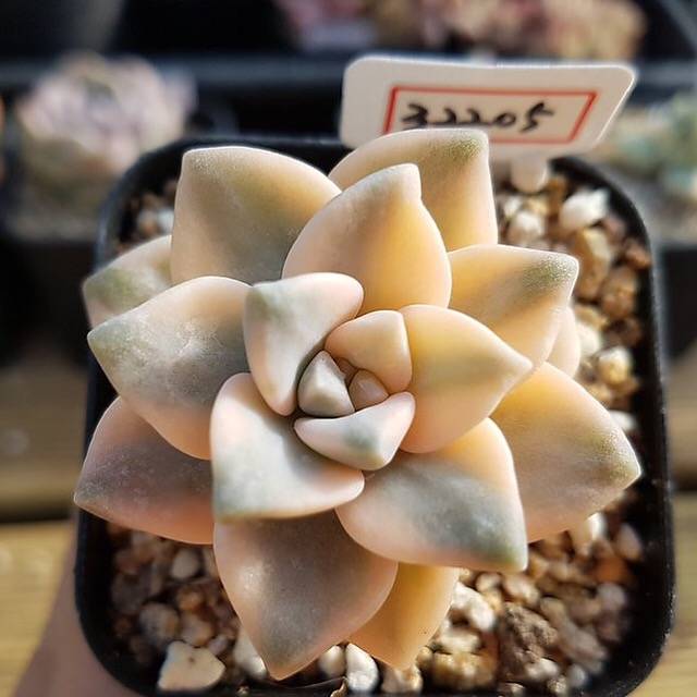 LUNCH BREAK FLASH SALE! PRESALE Graptoveria Titubans