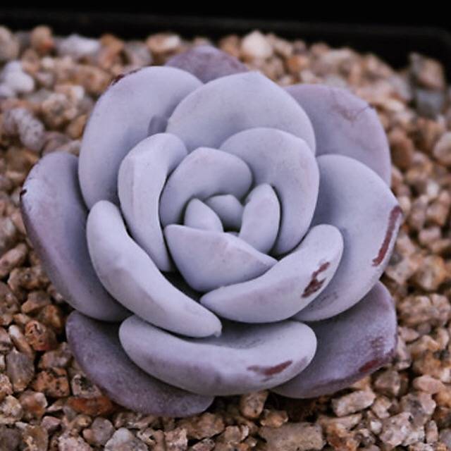 PRESALE Echeveria Lauii, (Random)