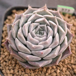 BLACK FRIDAY SNEAK, Echeveria Helena, (Random)