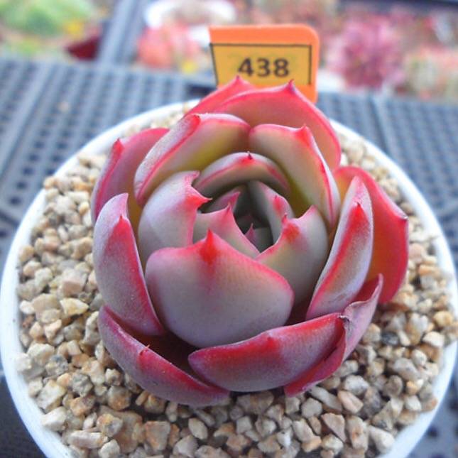 PRESALE Echeveria Lauii Hybrid, (Random)