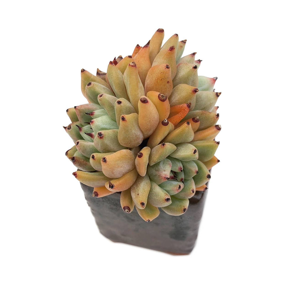 Echeveria Zaragosa