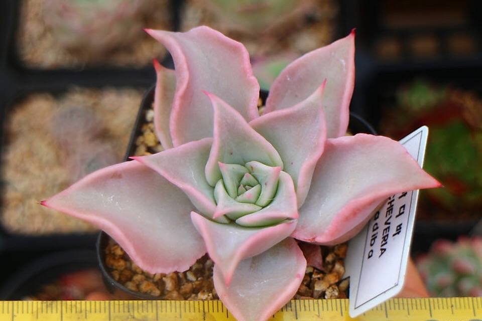 PRESALE Echeveria Madiba, (Random)