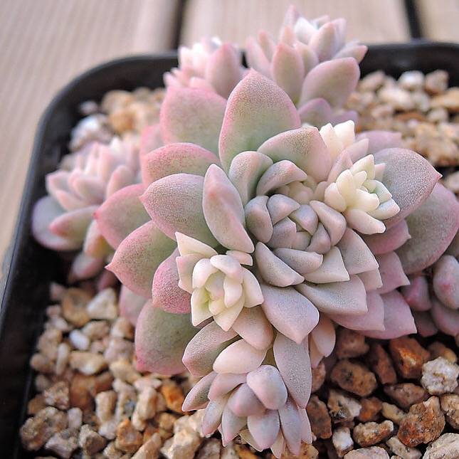 PRESALE Echeveria Prolifica, Variegata, (Random)