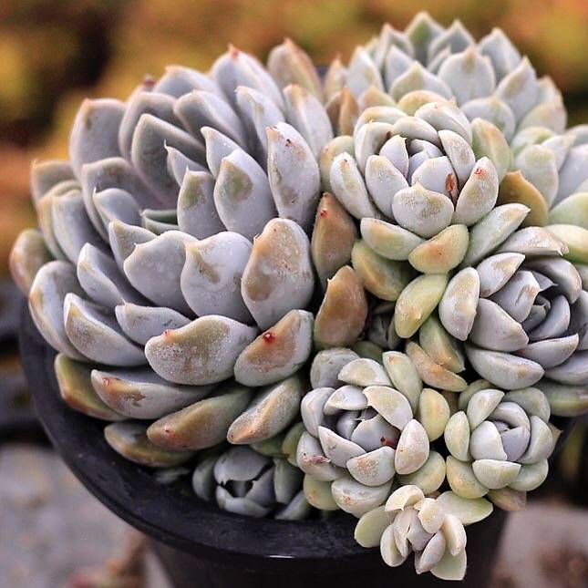 PRESALE Echeveria Snow Bunny, Cluster