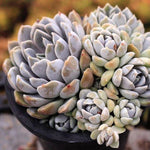 PRESALE Echeveria Snow Bunny, Cluster