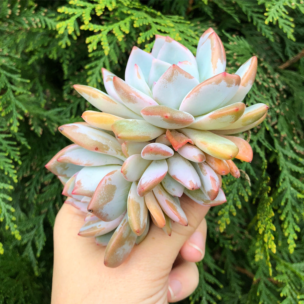 Echeveria Orange Monroe, Cluster