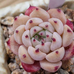 PRESALE Echeveria Princess Sarah, (Not so Random)