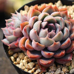 PRESALE Echeveria Orion, Double