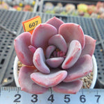 PRESALE Echeveria Amarrensis, (Random)