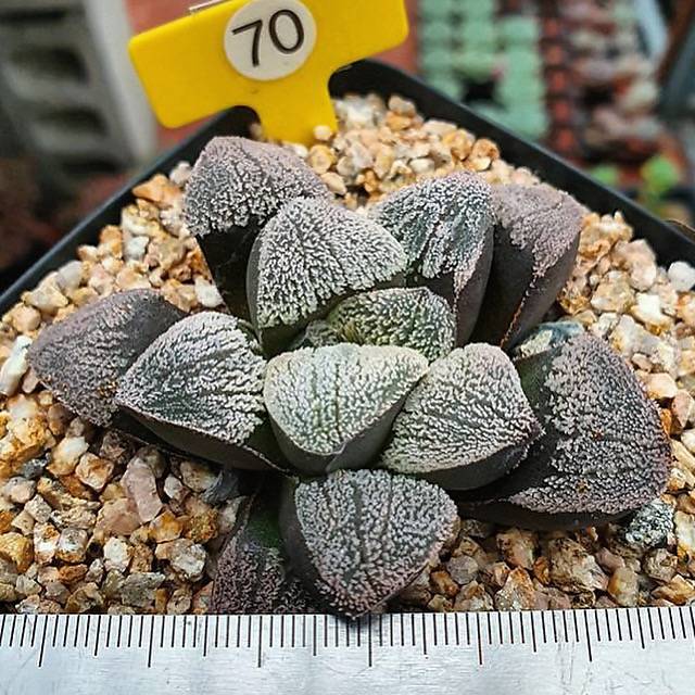 Haworthia Pygmaea ‘Snow’ Hybrid