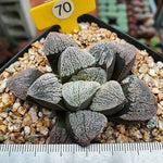 Haworthia Pygmaea ‘Snow’ Hybrid