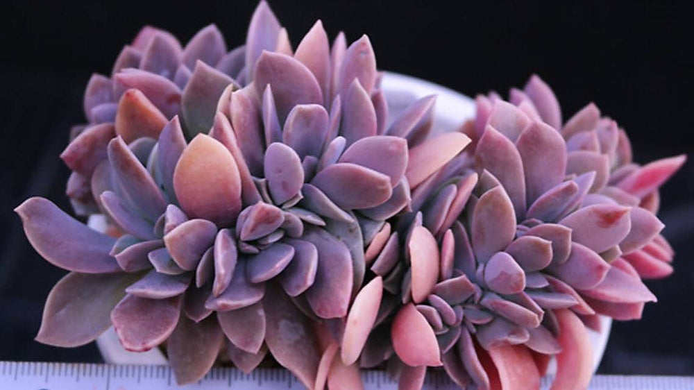 PRESALE Echeveria cv Huthspinke Cristata, (Random)