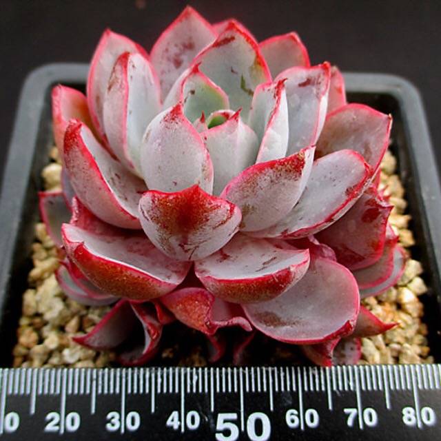 PRESALE Echeveria Hera, (Random)