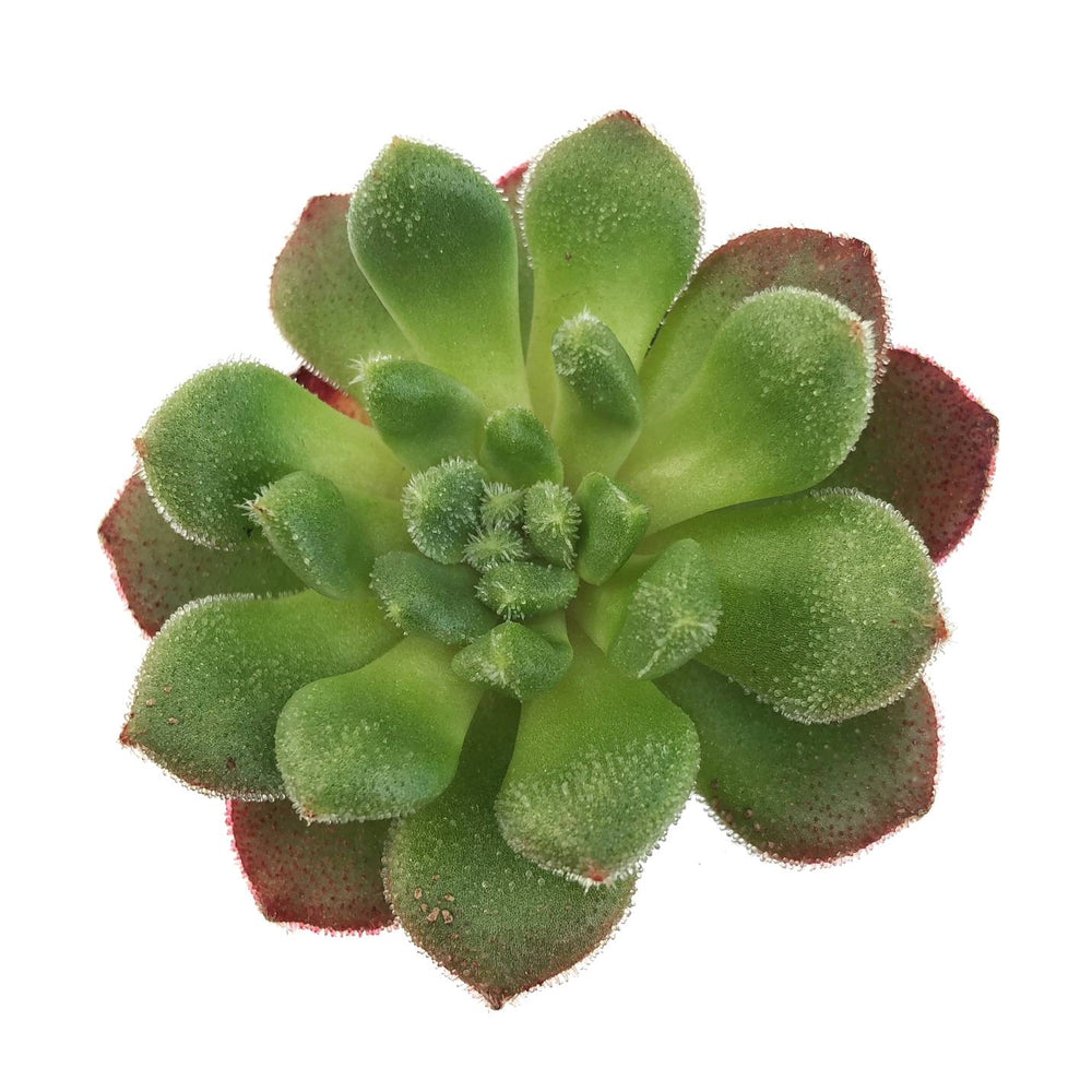 Sale! Echeveria Carol