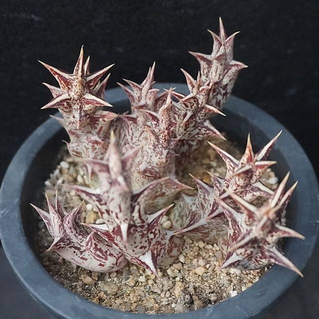 4th OF JULY FLASH SALE- DEAL #8 PRESALE Stapelia Decaryi Choux