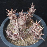 4th OF JULY FLASH SALE- DEAL #8 PRESALE Stapelia Decaryi Choux