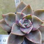 Graptoveria Bainesii, (Random)