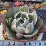 PRESALE Echeveria Berkeley Light, (Not so Random)