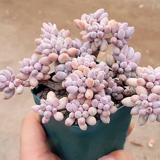 PRESALE Pachyphytum Machucae, (Not so Random)