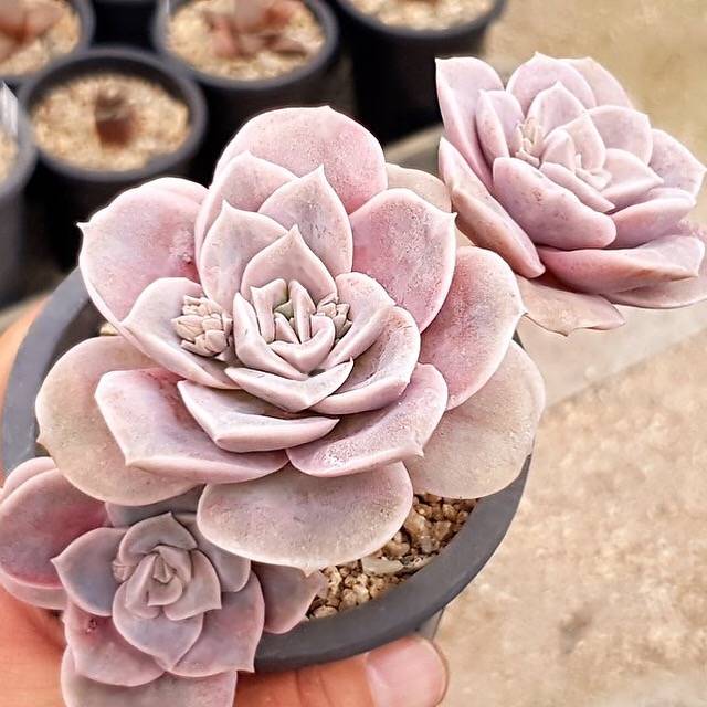 PRESALE Echeveria Lovely Rose, (Not so Random)